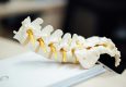 Close-up of a spinal model on a desk