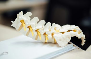 Close-up of a spinal model on a desk