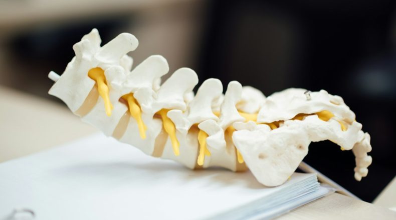 Close-up of a spinal model on a desk